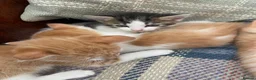 Mixed Breed cats for sale: Ready for New Adventures 🏠  - Advert 5