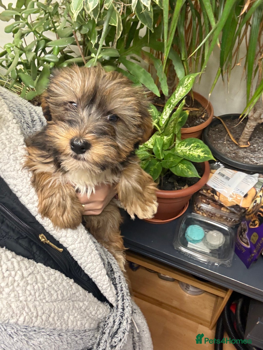 Yorkshire Terrier dogs for sale: Yorkshire Terrier  - Advert 30