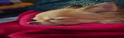 Chihuahua dogs for sale: Long haired Chihuahua  - Advert 2