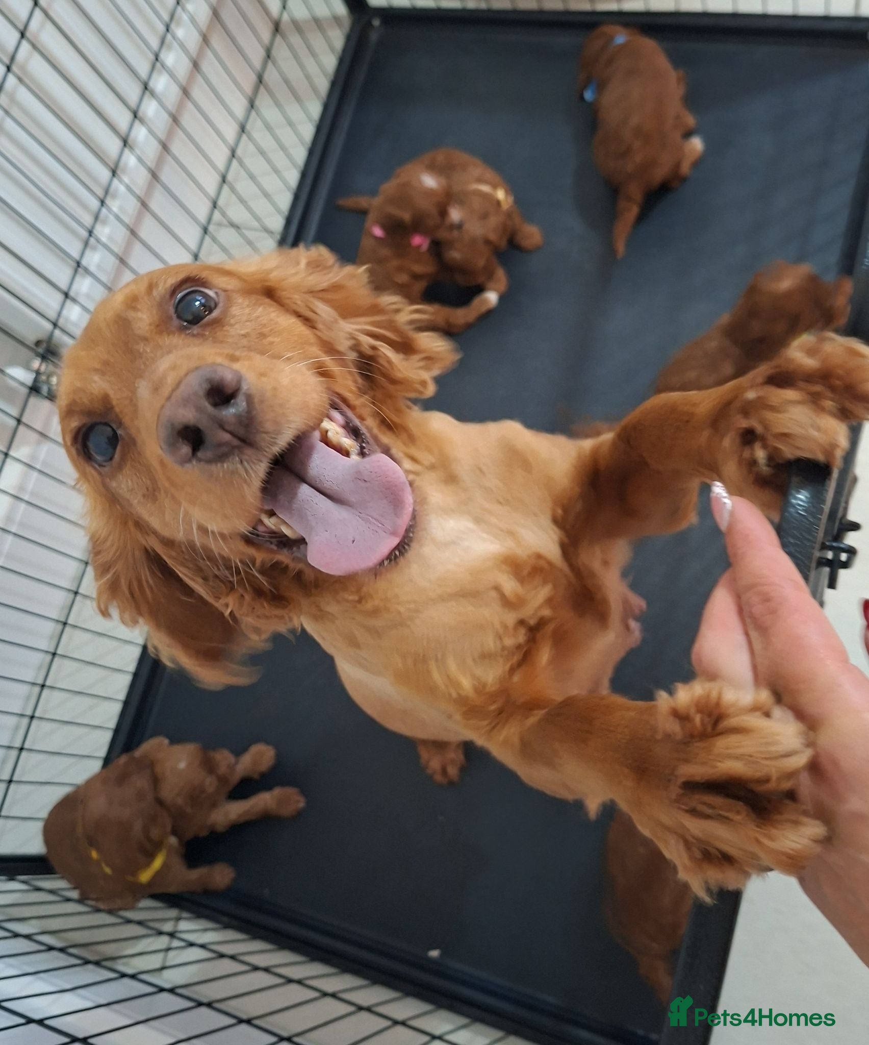 Cockapoo dogs Outstanding F1 Cockapoo pups 🐾 - Advert 1