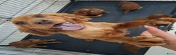 Cockapoo dogs for sale: Outstanding F1 Cockapoo pups 🐾 - Advert 2