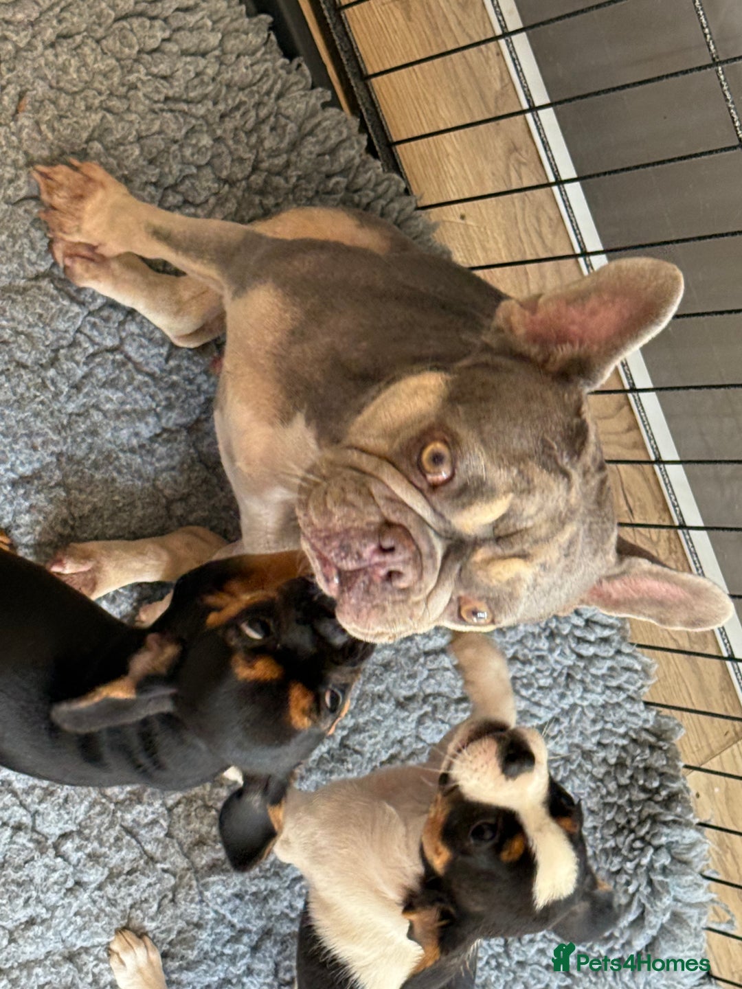 Mixed Breed dogs for sale: Cavalier King Charles spaniel X Frenchie - Image 6