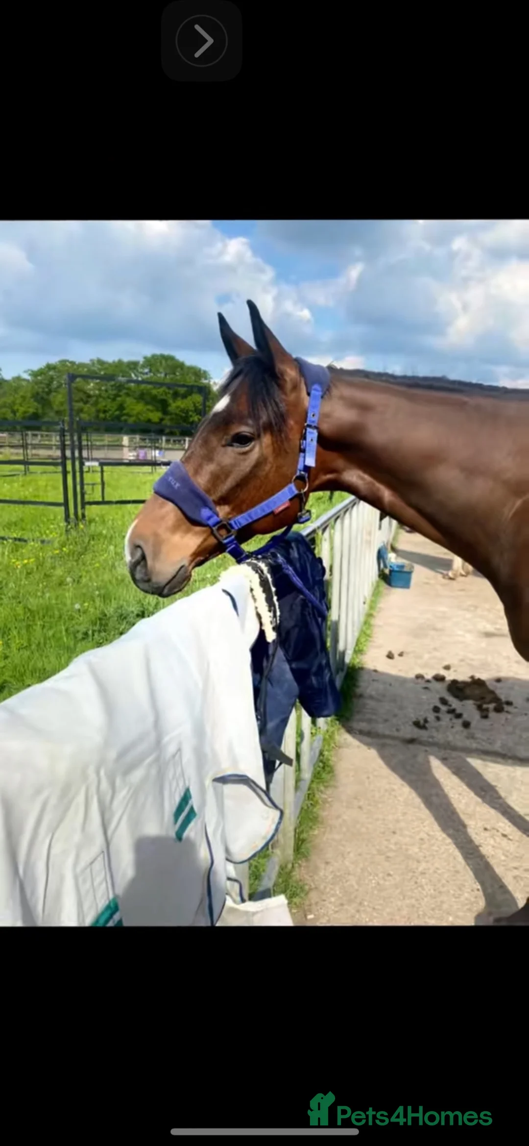 English Thoroughbred horses for sale: Joey – 7-Year-Old Thoroughbred Gelding in Reading - Advert 7