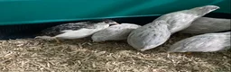 Quail poultry for sale: 5 Pairs of Adult Button Quail (pls read all info) - Advert 10