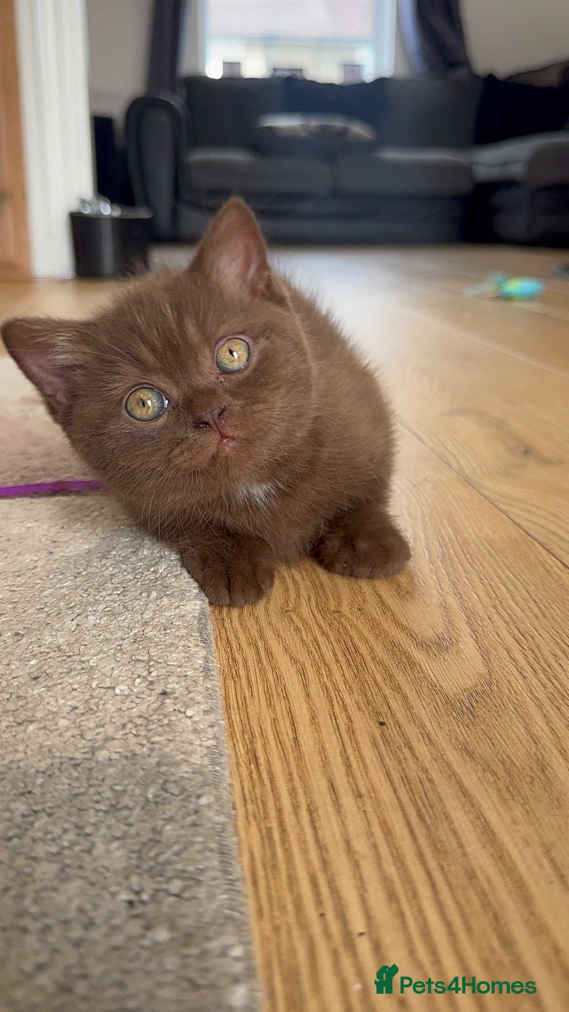 British Shorthair cats Chocolate British Shorthair Kittens - Advert 1