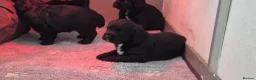 Sprocker dogs for sale: Sprocker puppies in Redruth - Advert 7