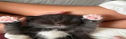 Mixed Breed cats for sale: Kittens ready for new homes  - Advert 2