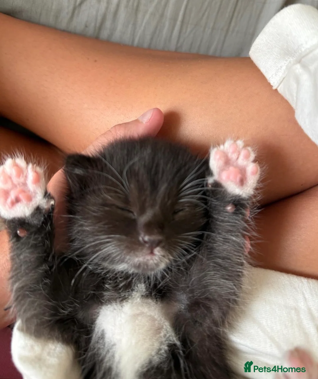 Mixed Breed cats for sale: Kittens ready for new homes  - Advert 2