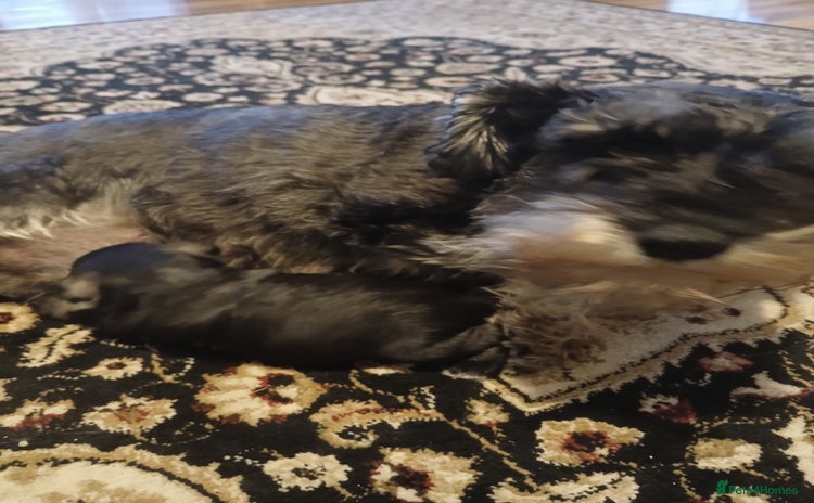 Miniature Schnauzer dogs - Advert 3