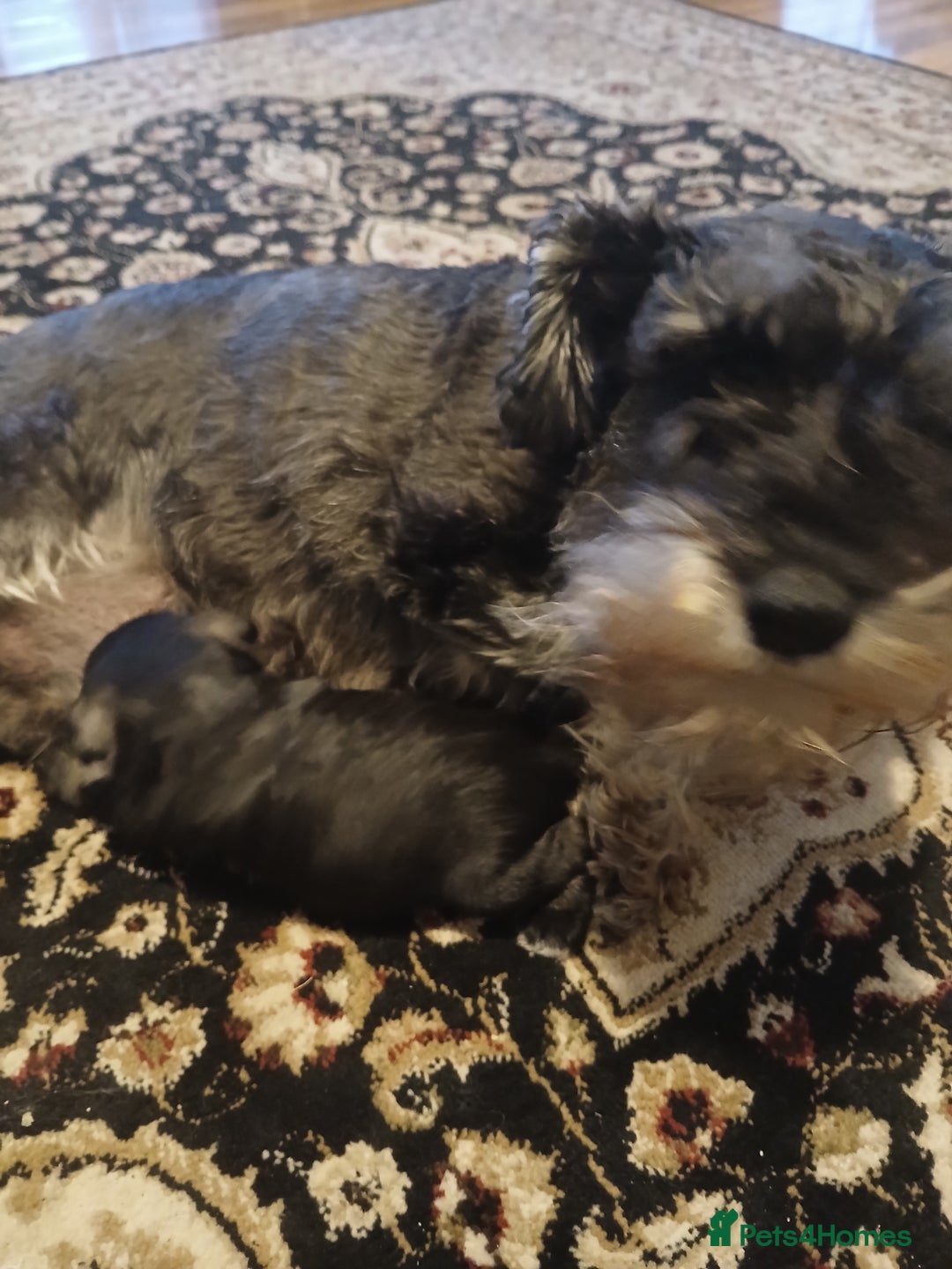 Miniature Schnauzer dogs for sale: KC registered Minature Schnazer Black & Silver - Image 1