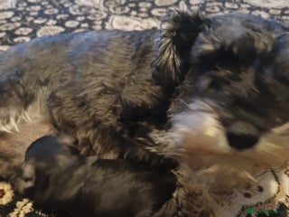 Miniature Schnauzer dogs - Advert 19