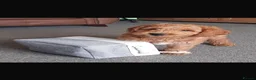 Australian Labradoodle dogs for sale: 🐶Stunning Australian Labradoodles 5⭐Breeder - Advert 8