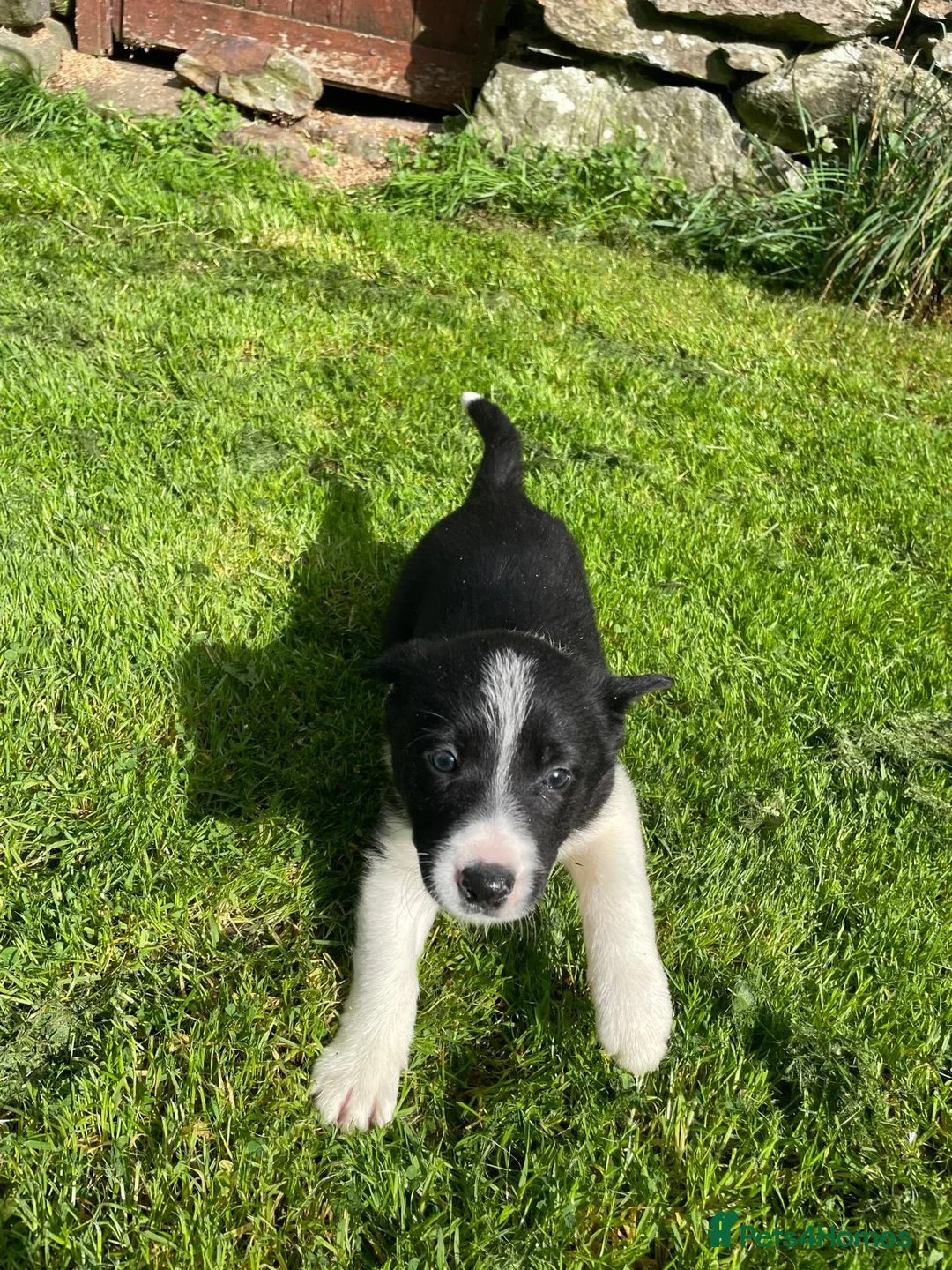 Border Collie dogs for sale: Border collies  - Advert 17