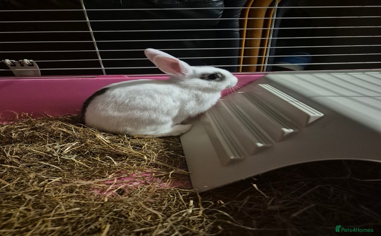 Mini Lop rabbits - Advert 9