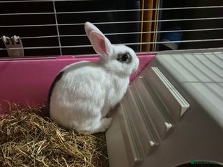 Mini Lop rabbits - Advert 35