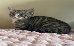 British Shorthair cats for sale: British Short Hair Cross Ragdoll Kitten  - Image 9