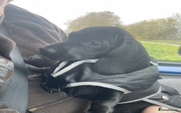 Mixed Breed dogs for sale: Black puppy with white strip on chest  - Image 12