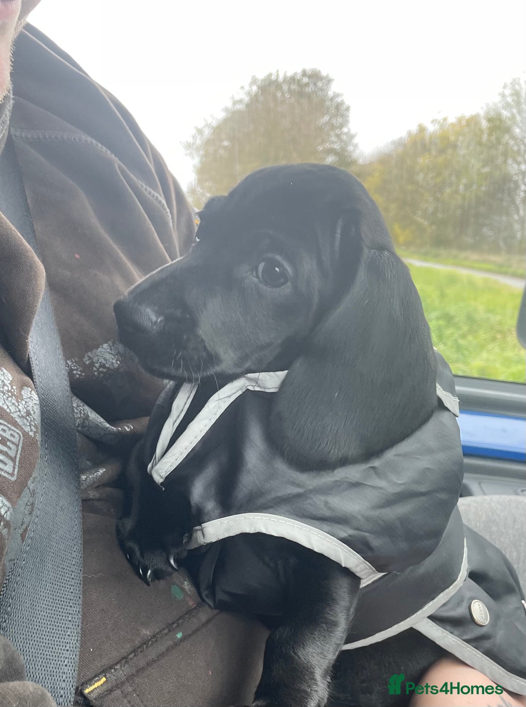 Mixed Breed dogs for sale: Black puppy with white strip on chest  - Image 12