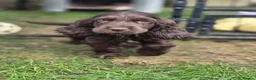 Cocker Spaniel dogs for sale: Cocker spaniel  in Yeovil - Advert 7