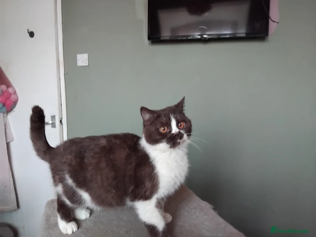 British Shorthair cats for sale:  Lilac & chocolate British Shorthair kittens  - Advert 2