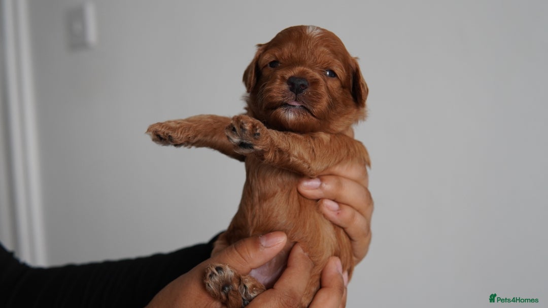 Cavapoo dogs for sale: Beautiful toy Cavapoo puppies 🐶 🐾 - Image 14