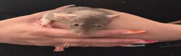 Rat rodents for sale: Beautiful Dumbo rats 3 girls and 6 boys available  - Advert 13