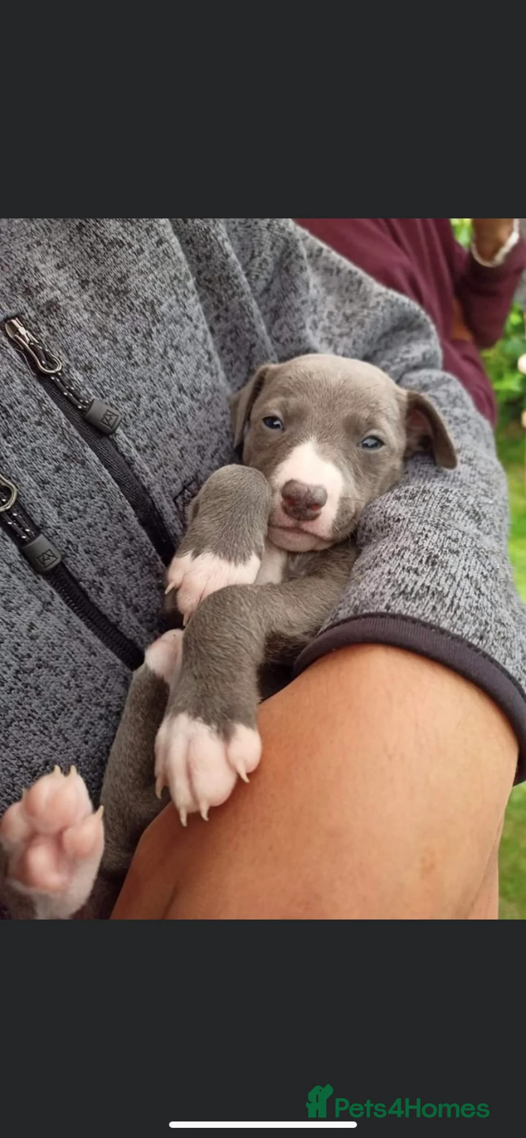 Whippet dogs for stud: Whippet stud dog in Somerton - Advert 25