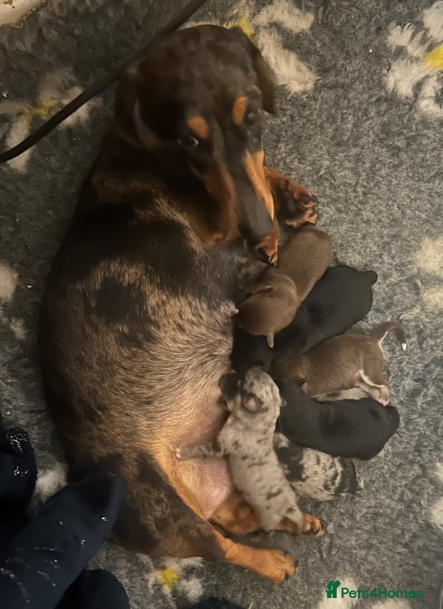 Mixed Breed dogs Dachshund x Pomeranian  - Advert 1
