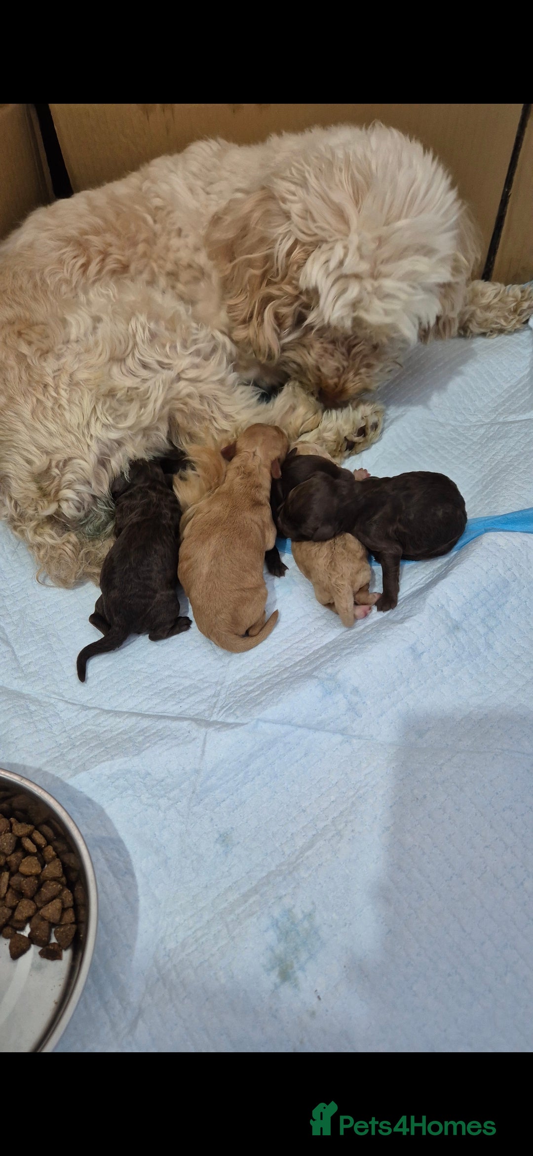 Cockapoo dogs for sale: Beautiful Cockapoo puppies - Image 7