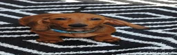 Dachshund dogs for sale: Standard dachshund  - Advert 2