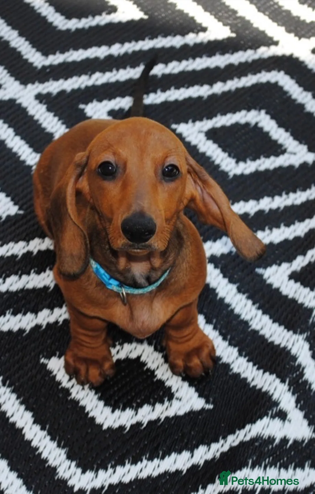 Dachshund dogs for sale: Standard dachshund  - Advert 2