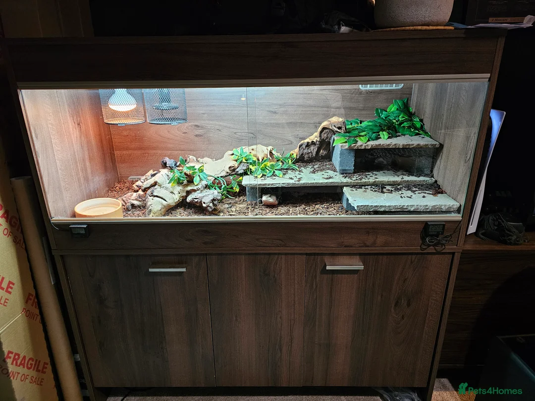 Skink reptiles for sale: Blue Tongued Skink-Male enclosure and cabnet setup - Advert 13