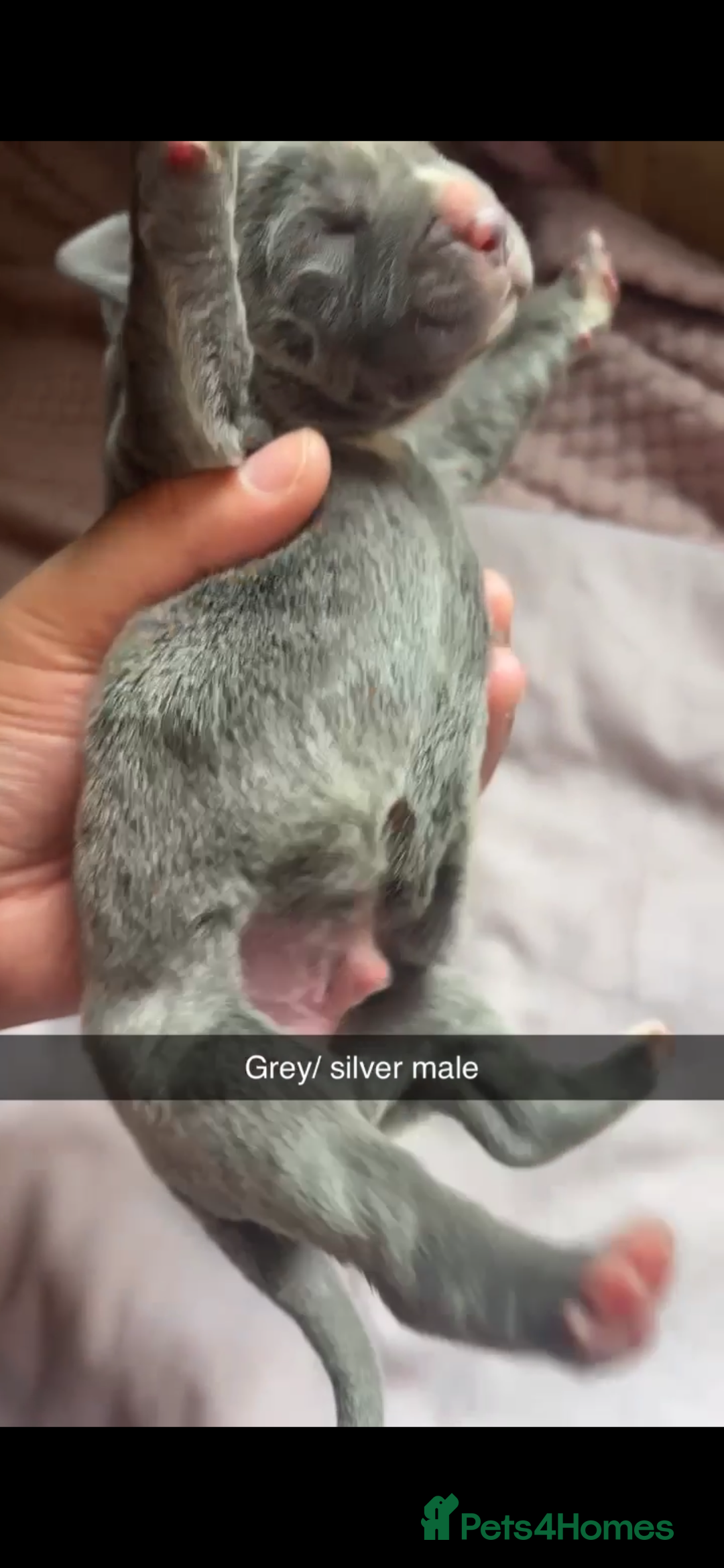 Cane Corso dogs for sale: Cane Corso first litter of puppies !! - Image 15