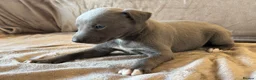 Whippet dogs for sale: ❤️ BEAUTIFUL BLUE WHIPPETS KC REGISTERED❤️ - Advert 20