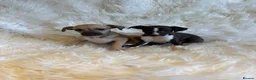 Italian Greyhound dogs for sale: ✨ KC Registered Italian Greyhound puppies ✨ - Advert 32