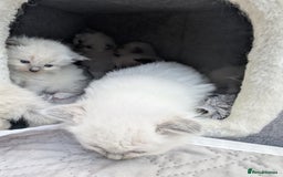 Ragdoll cats for sale: Ragdoll - home reared kittens - Image 29