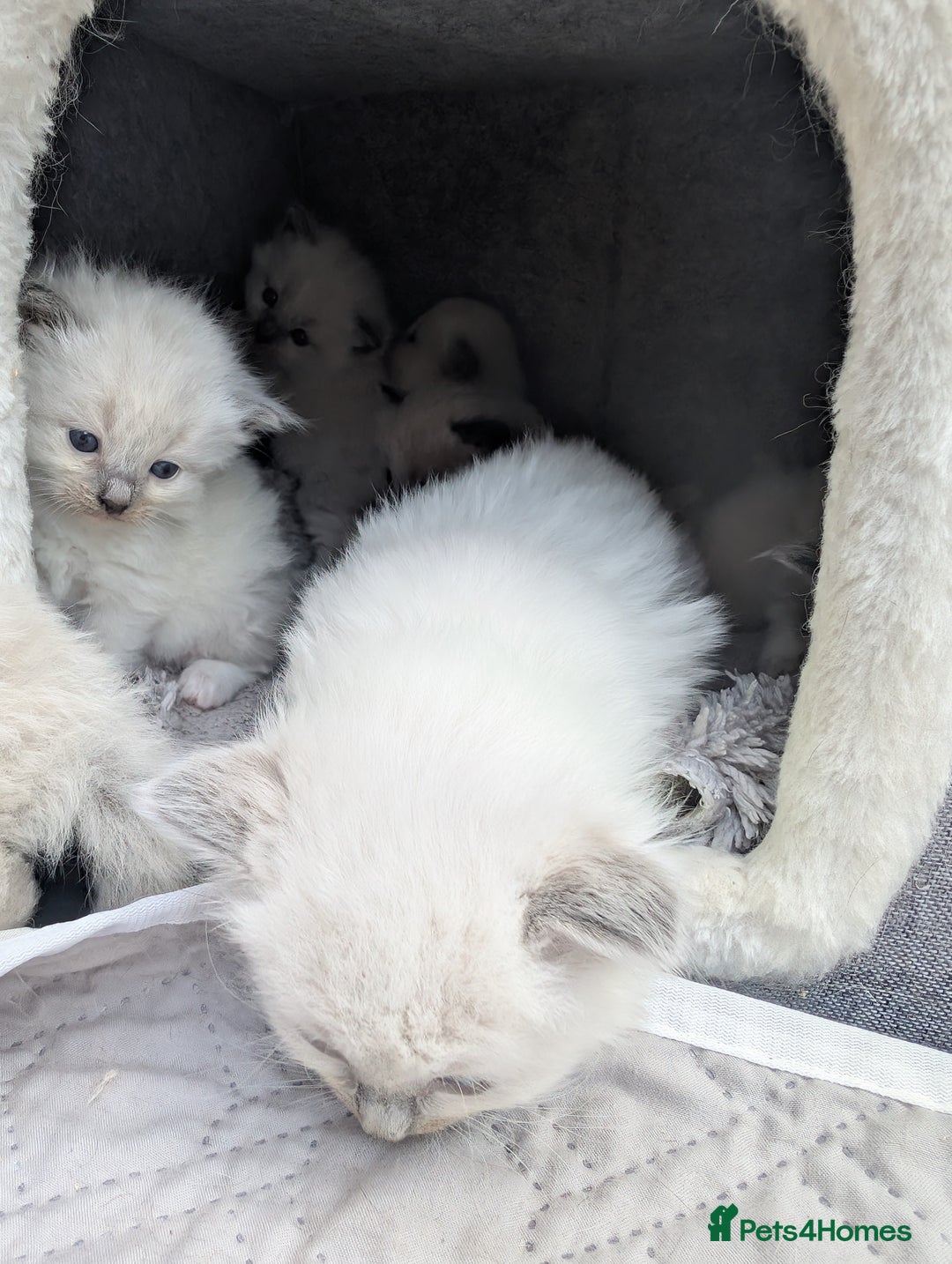 Ragdoll cats for sale: Ragdoll - home reared kittens - Image 29
