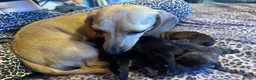 Miniature Dachshund dogs for sale: Stunning brindle miniature dachshund puppies in Plymouth - Advert 1