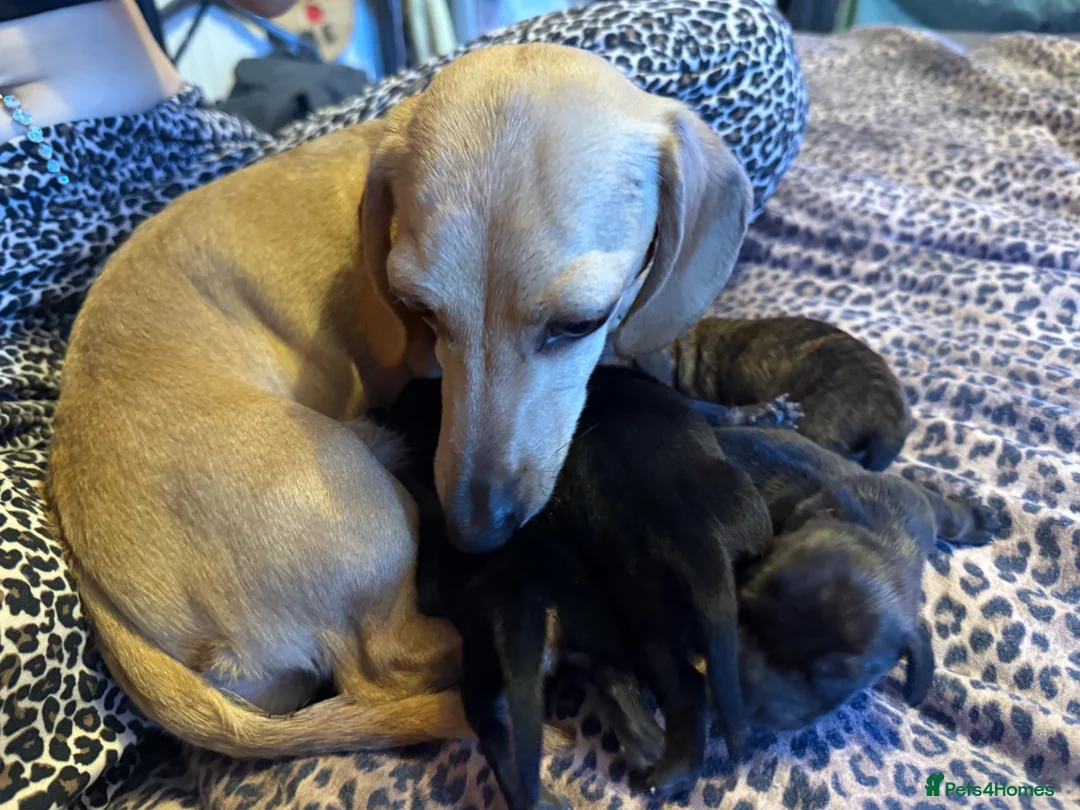 Miniature Dachshund dogs for sale: Stunning brindle miniature dachshund puppies in Plymouth - Advert 1