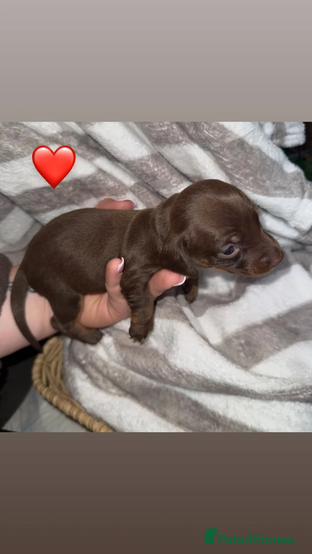Dachshund dogs for sale: dachshunds  in Newark - Advert 5