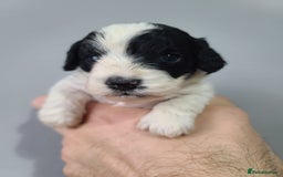 Cockapoo dogs for sale: F1 Cockapoos, Parti Roan. DNA HEALTH TESTED - Image 21