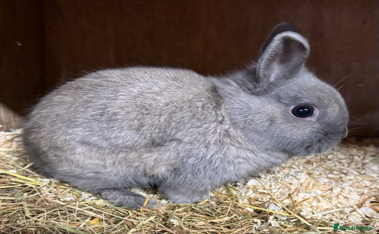 Netherland Dwarf rabbits - Advert 13