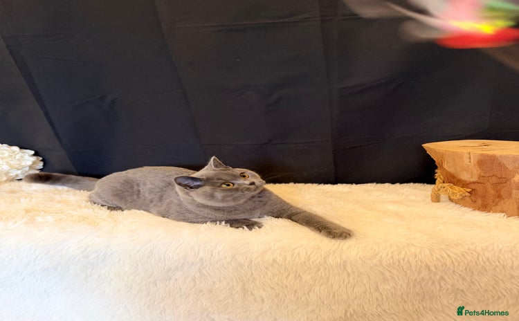British Shorthair cats - Advert 9