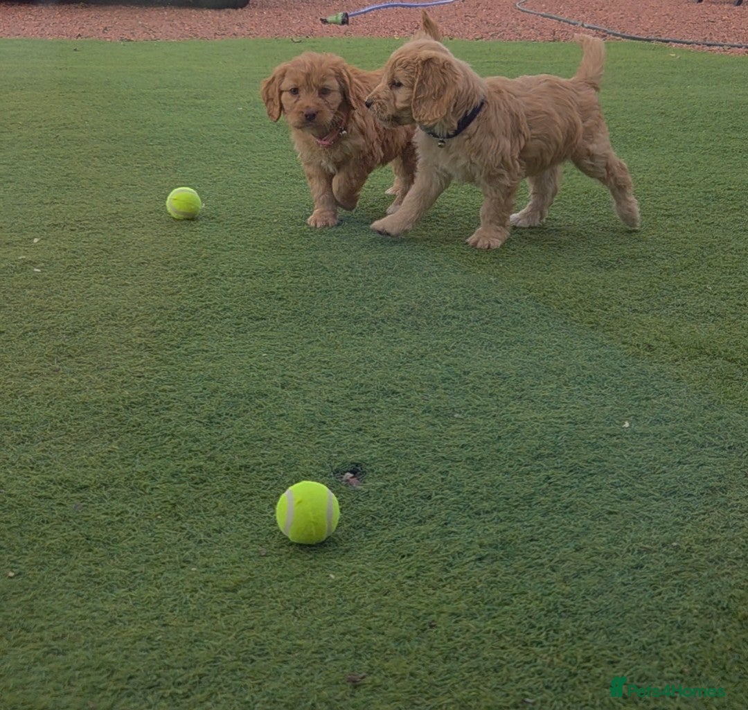 Cockapoo dogs for sale: Cockapoo puppys for sale - Image 11