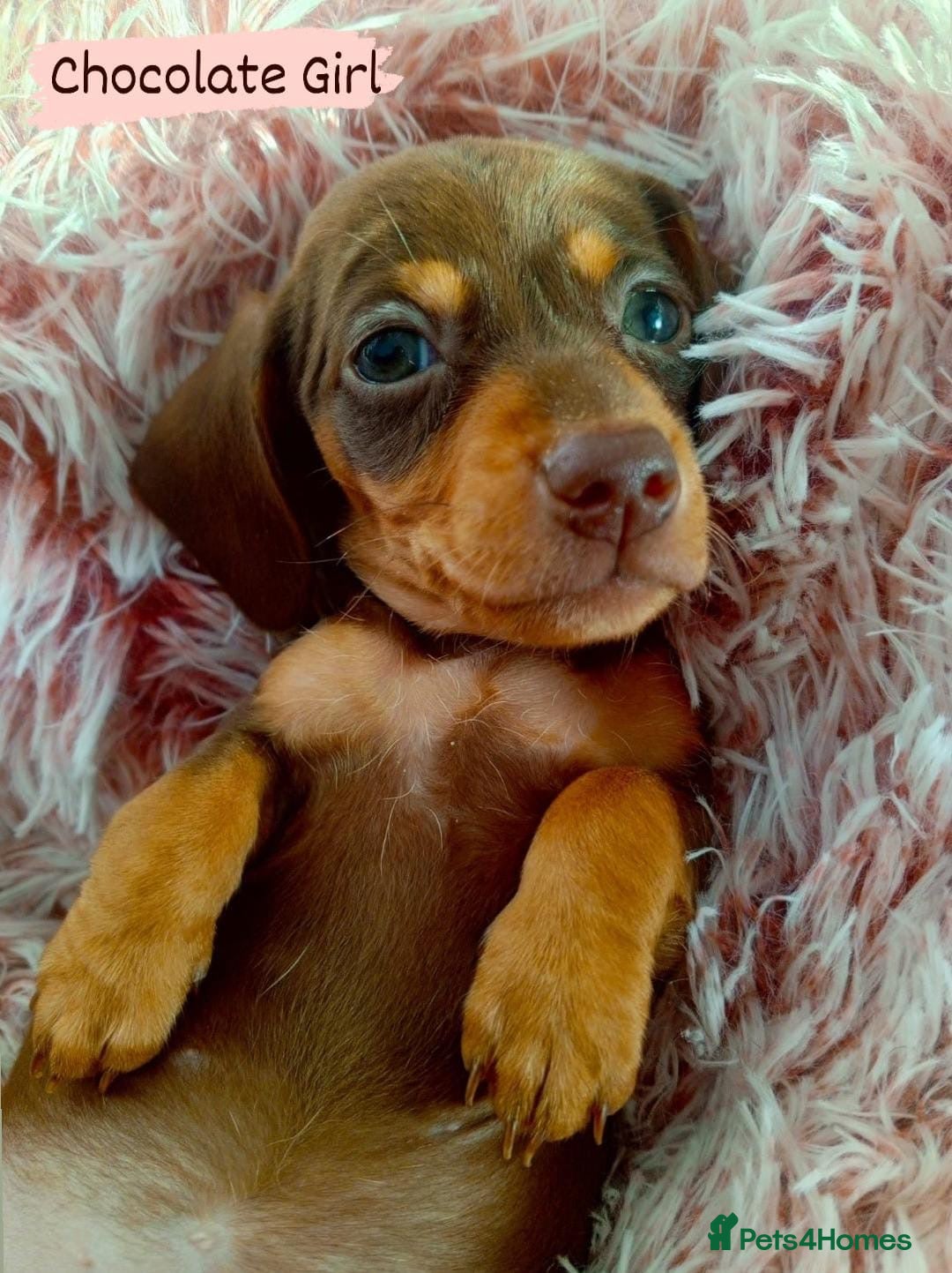 Miniature Dachshund dogs for sale: ✨ Miniature Dachshund– 6 Beautiful Pups! ✨ - Advert 2