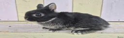 Netherland Dwarf rabbits for sale: 🩵PRETTIEST NETHERLAND DWARF COLOURED BABIES 🩷 - Advert 21