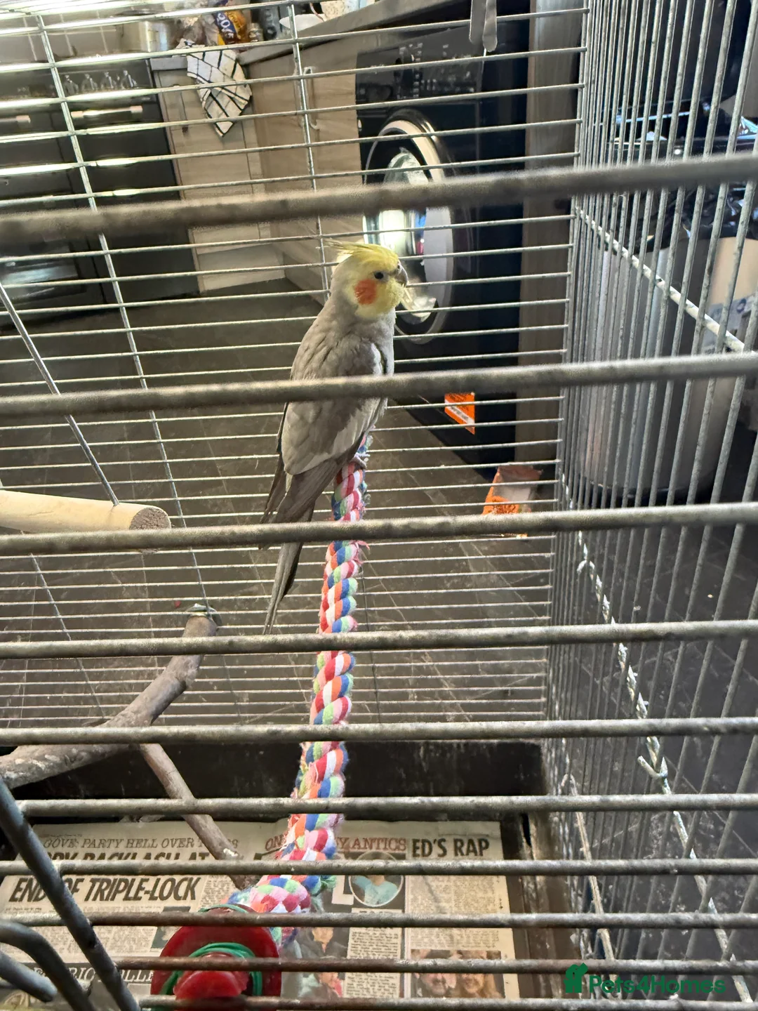 Cockatiels birds for sale: Bird lovely and can negotiate price need gone asap - Advert 14