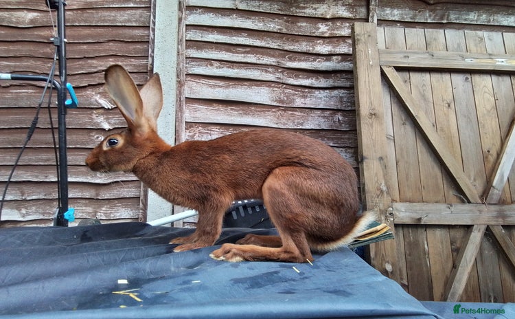 Belgian Hares rabbits - Advert 1