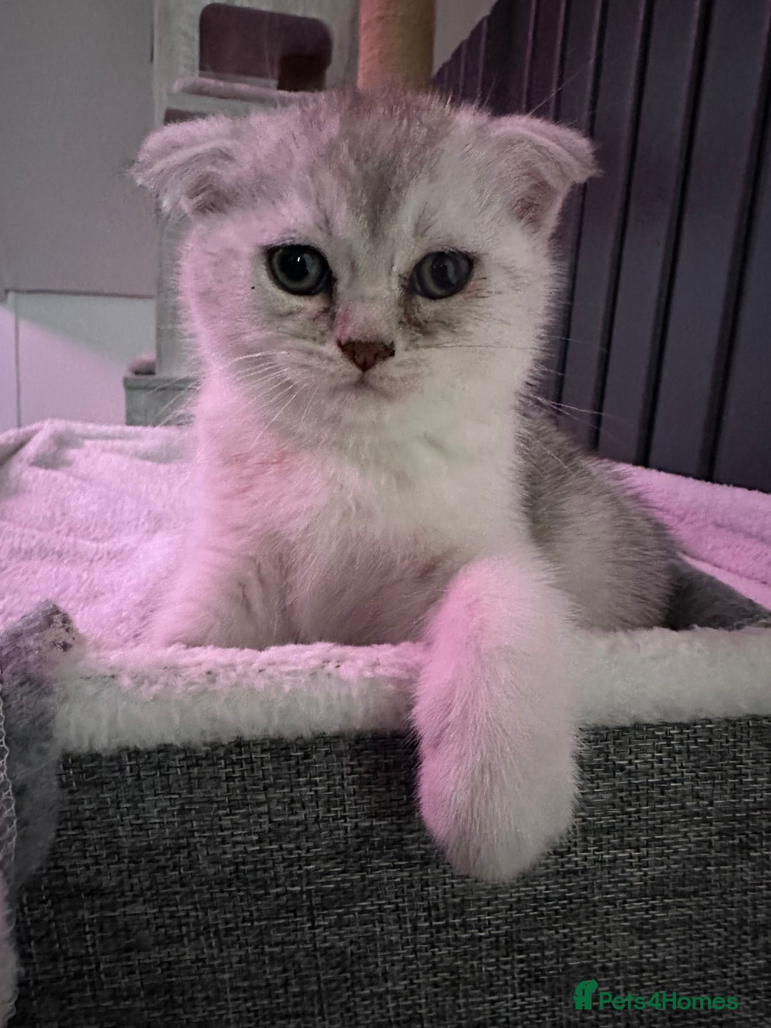 Scottish Fold cats for sale: Scottish fold/straight kittens (girls) - Image 3