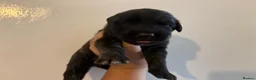 German Shepherd dogs for sale: Dutch X German Shepherd pups in London - Advert 7